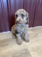 SALE! Phineas, a male Poodle - Standard  for sale in Irvington, KY – Photo 6 of 10