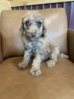 SALE! Phineas, a male Poodle - Standard  for sale in Irvington, KY – Photo 9 of 10