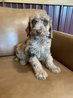 SALE! Phineas, a male Poodle - Standard  for sale in Irvington, KY – Photo 10 of 10