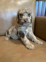 SALE! Phineas, a male Poodle - Standard  for sale in Irvington, KY – Photo 5 of 10