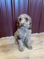 SALE! Phineas, a male Poodle - Standard  for sale in Irvington, KY – Photo 8 of 10