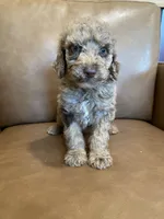 SALE! Phineas, a male Poodle - Standard  for sale in Irvington, KY – Photo 3 of 10