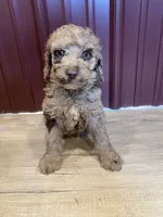 SALE! Phineas, a male Poodle - Standard  for sale in Irvington, KY – Photo 4 of 10