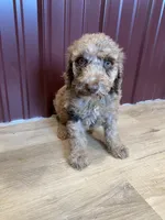 SALE! Phineas, a male Poodle - Standard  for sale in Irvington, KY – Photo 7 of 10