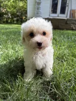 Juno, a male Maltipoo for sale in Irvington, KY – 8 of 10