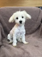 Hannah, a female Maltese for sale in Irvington, KY – 8 of 10
