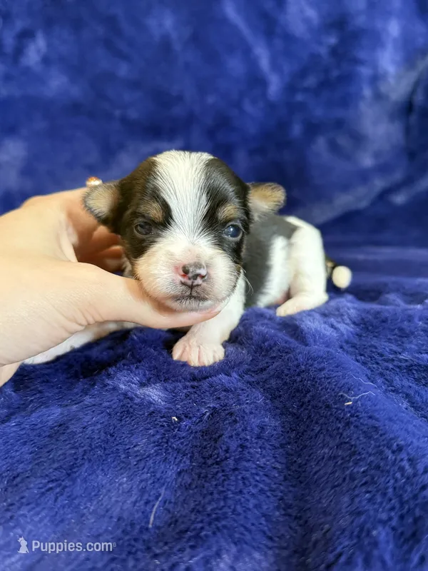 Sammy – Yorkshire Terrier puppy for sale in Irvington, KY