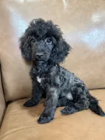 Bob, a male Poodle - Toy  for sale in Irvington, KY – 6 of 10