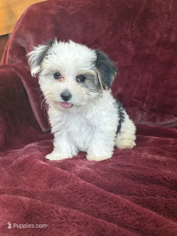 Cookie – Morkie puppy for sale in Irvington, KY