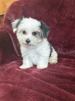 Cookie, a female Morkie for sale in Irvington, KY – 1 of 10