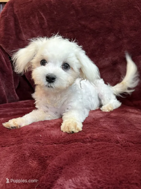 Harris – Maltese puppy for sale in Irvington, KY