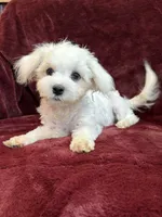 Harris, a male Maltese for sale in Irvington, KY – 1 of 10