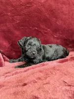 Pearl, a female Yorkipoo for sale in Irvington, KY – 5 of 10