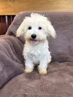 SALE!!! Hannah, a female Maltese for sale in Irvington, KY – 7 of 10