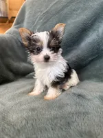 Yoshi, a male Yorkshire Terrier for sale in Irvington, KY – 3 of 10