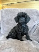 Friskie, a female Poodle - Toy  for sale in Irvington, KY – 10 of 10