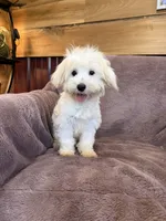 SALE!!! Hannah, a female Maltese for sale in Irvington, KY – 3 of 10