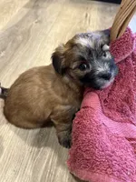 Fannie, a female Maltese and Yorkshire Terrier for sale in Irvington, KY – 3 of 10