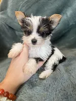 Yoshi, a male Yorkshire Terrier for sale in Irvington, KY – 9 of 10
