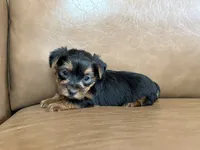 Boo, a male Yorkshire Terrier for sale in Irvington, KY – 10 of 10