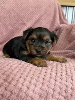 Belinda, a female Yorkshire Terrier for sale in Irvington, KY – 6 of 9