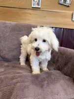 SALE!!! Hannah, a female Maltese for sale in Irvington, KY – 5 of 10
