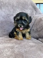 Pixie, a female Yorkipoo for sale in Irvington, KY – 5 of 10