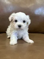 Harris, a male Maltese for sale in Irvington, KY – 4 of 6