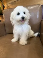 Hazel, a female Maltese for sale in Irvington, KY – 6 of 10