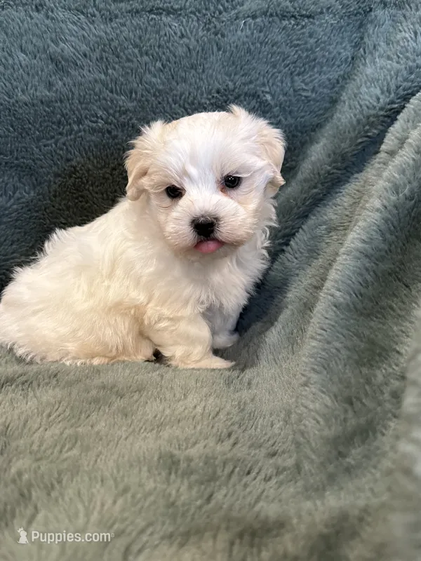 Finnegan – Maltese, Yorkshire Terrier puppy for sale in Irvington, KY