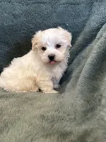 Finnegan, a male Maltese and Yorkshire Terrier for sale in Irvington, KY – 1 of 7