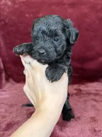 Pearl, a female Yorkipoo for sale in Irvington, KY – 7 of 10