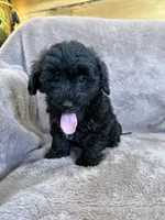 Paisley, a female Yorkipoo for sale in Irvington, KY – 6 of 10