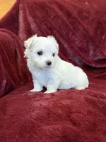 Hazel, a female Maltese for sale in Irvington, KY – 5 of 10