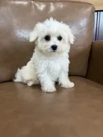 Henny, a female Maltese for sale in Irvington, KY – 3 of 10