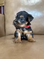 Beau, a male Yorkshire Terrier for sale in Irvington, KY – 7 of 10