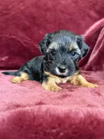 Pixie, a female Yorkipoo for sale in Irvington, KY – 3 of 8