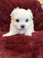 Helen, a female Maltese for sale in Irvington, KY – 10 of 10