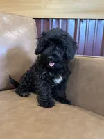 SALE!! Paisley , a female Yorkipoo for sale in Irvington, KY – 4 of 8