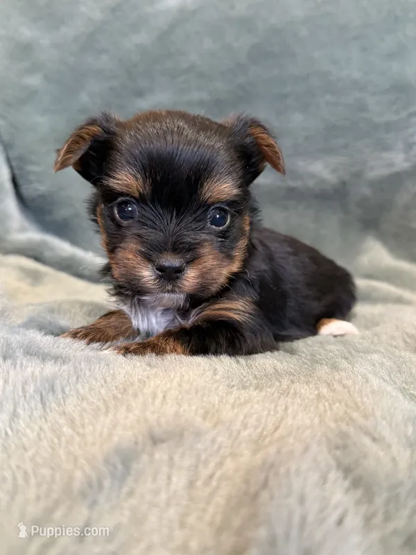 Dash – Yorkshire Terrier puppy for sale in Irvington, KY