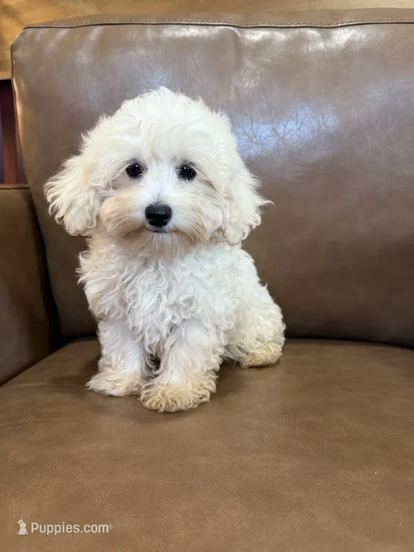 Theodore – Maltipoo puppy for sale in Irvington, KY