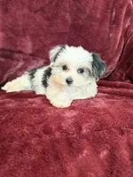 Cookie, a female Morkie for sale in Irvington, KY – 10 of 10