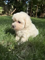 Theodore, a male Maltipoo for sale in Irvington, KY – 5 of 5
