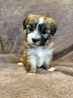 Felicity, a female Maltese and Yorkshire Terrier for sale in Irvington, KY – 1 of 10