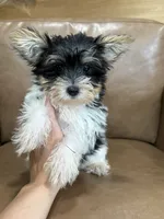 Yarrow, a male Yorkshire Terrier for sale in Irvington, KY – 2 of 6