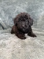 Bob, a male Poodle - Toy  for sale in Irvington, KY – 6 of 8
