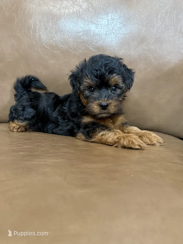 Petey – Yorkipoo puppy for sale in Irvington, KY