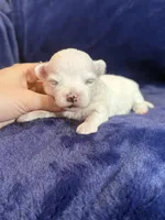 Hughie, a male Maltese for sale in Irvington, KY – Photo 7 of 7