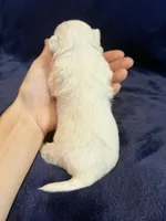 Hughie, a male Maltese for sale in Irvington, KY – Photo 5 of 7