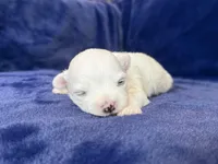 Hughie, a male Maltese for sale in Irvington, KY – Photo 6 of 7